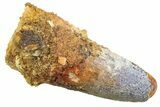 Fossil Spinosaurus Tooth - Real Dinosaur Tooth #352399-1